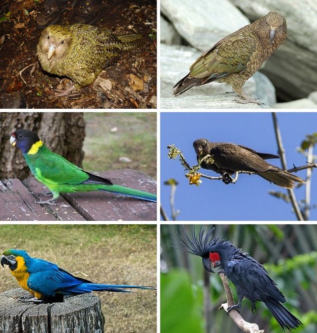 types of australian parrots