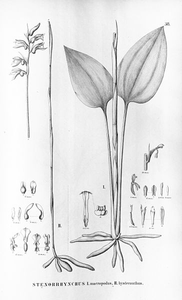 File:Pelexia macropoda (as Stenorrhynchos macropodum) - Pelexia hysterantha (as syn. Stenorrhynchos hysteranthum) - Flora Brasiliensis 3-4-38.jpg