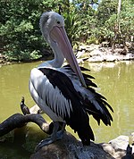 Pelican@melb zoo.jpg
