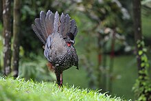 Largish forest birds, such as this crested guan, are often favored in the diet. Penelope purpurascens - Crested Guan - Costa Rica (31073079814).jpg