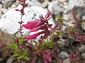 Penstemon newberryi