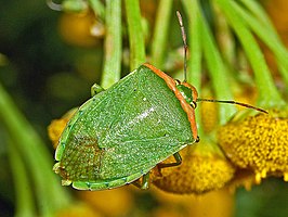 Nezara viridula kleurvariant torquata