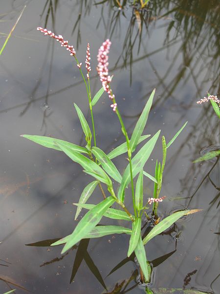 File:Persicaria decipiens plant1 NC (17007175859).jpg