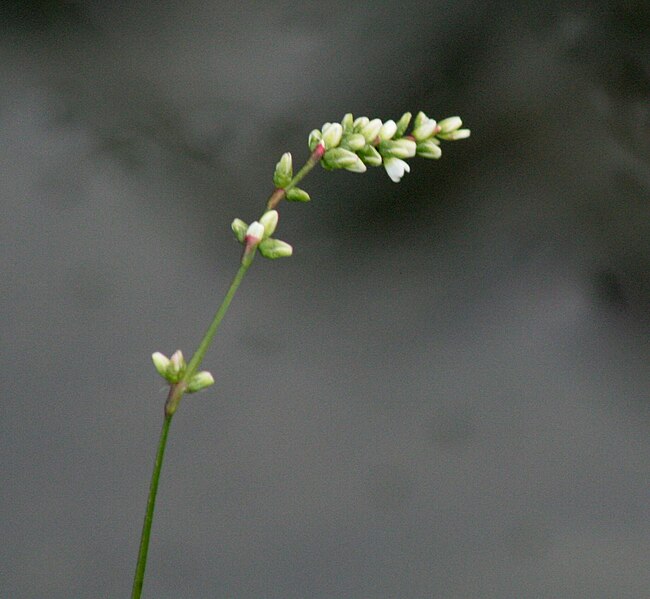 File:Persicaria mitis ENBLA02.jpg