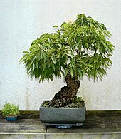 Bonsai persimmon presented to President Ronald Reagan by the King of Morocco in 1983. National Bonsai and Penjing Museum, U.S. National Arboretum Persimmon US National Arboretum.jpg