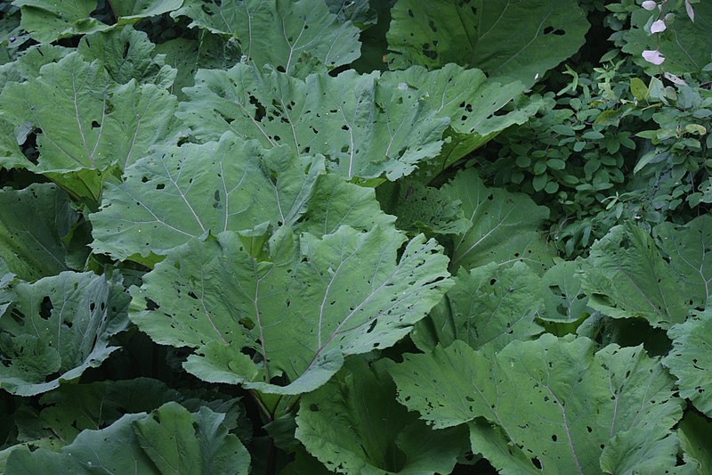 File:Petasites hybridus.jpg