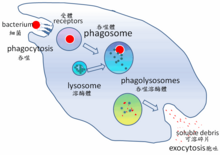 A cartoon that depicts the engulfment of a single bacterium, its passage through a cell where it is digested and released as debris.