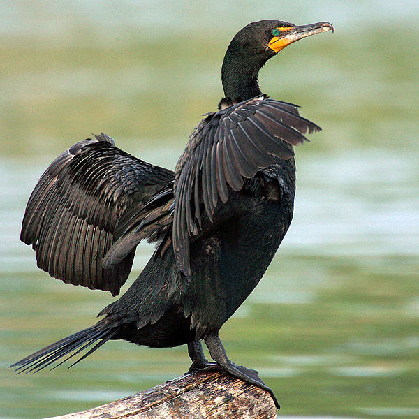 File:Phalacrocorax-auritus-007 edit.jpg