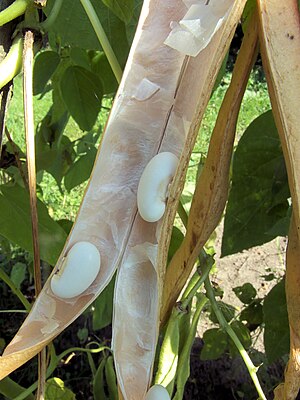 Fruto: Forma y tamaño, Partes de la flor tras la fecundación, Pared del fruto