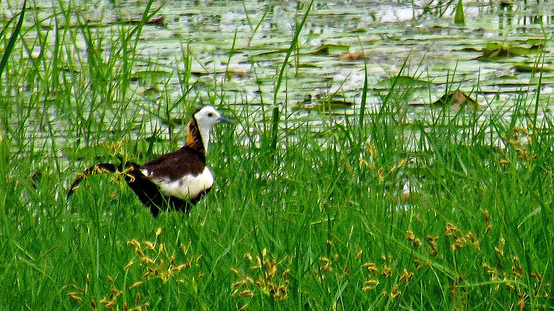 File:Pheasant-tailed Jacana - Pallikaranai Wetland.JPG