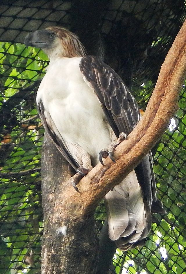 San Francisco Eagle - Wikipedia