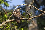 Thumbnail for Philippine honey buzzard
