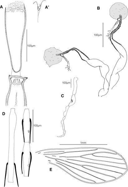 File:Phlebotomus (Anaphlebotomus) vaomalalae female Figure 2 full plate.tif