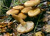 Pholiota squarrosa2.jpg