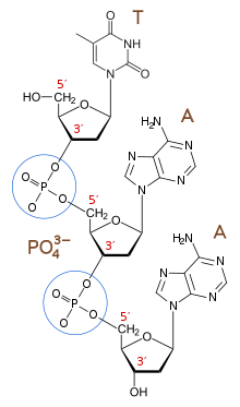 The phosphodiester linkages link nucleotides together and form the negatively charged backbone of DNA and RNA. Phosphodiester Bond Diagram.svg