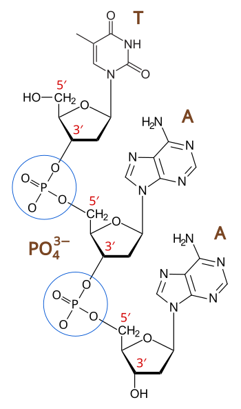 Principles of Biochemistry/Nucleic acid I: DNA and its ... sugar dna diagram 