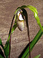 Phragmipedium warszewiczianum Orchi 02.jpg