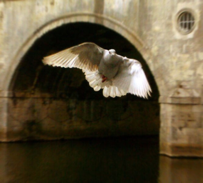 File:Pigeon framed by arch of Pulteney Bridge.jpg