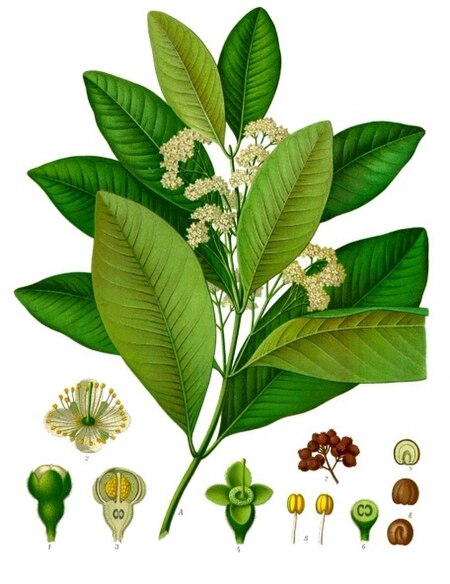 Pimenta_dioica