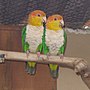 Thumbnail for White-bellied parrot