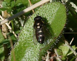 <i>Pipizella</i> Genus of flies