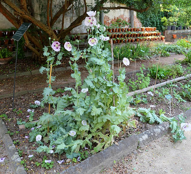 File:Pisa, orto botanico, orto del mirto, con piante officinali, 01 papavero.jpg