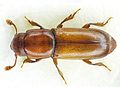 Pityophagus ferrugineus