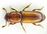 Pityophagus ferrugineus up.jpg