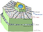 secondary plant wall Plant cell showing primary and secondary wall by CarolineDahl.jpg