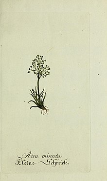 Plantarum indigenarum et Exoticarum icones ad vivum coloratae, oder, Sammlung nach der Natur gemalter Abbildungen inn- und ausländlischer Pflanzen, für Liebhaber und Beflissene der Botanik (15903833759).jpg 
