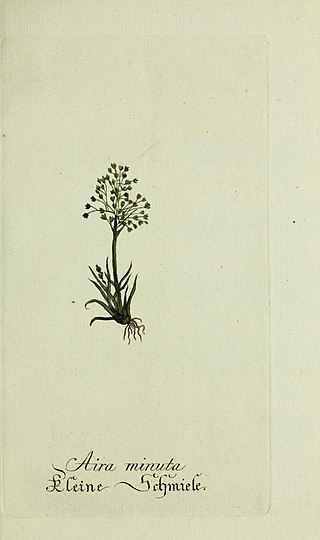 <i>Periballia</i> Genus of grasses