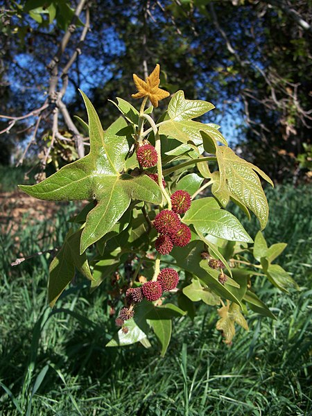 File:Platanus racemosa-6.jpg