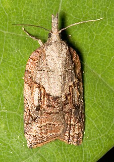 <i>Platynota idaeusalis</i> species of insect