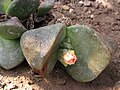 Pleiospilos nelii, 2009-07-11