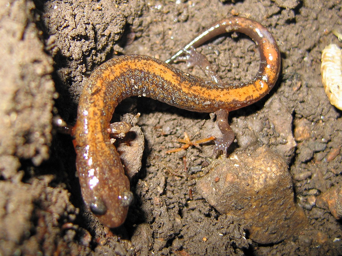 Zigzag Salamander
