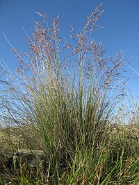 Poa sieberiana plant22 (8369203786).jpg