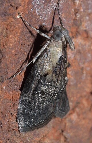 <i>Pococera</i> Genus of moths