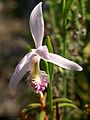 Pogonia ophioglossoides