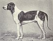 Sabueso de Poitou de 1915.JPG