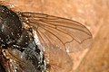 Pollenia rudis, wing detail