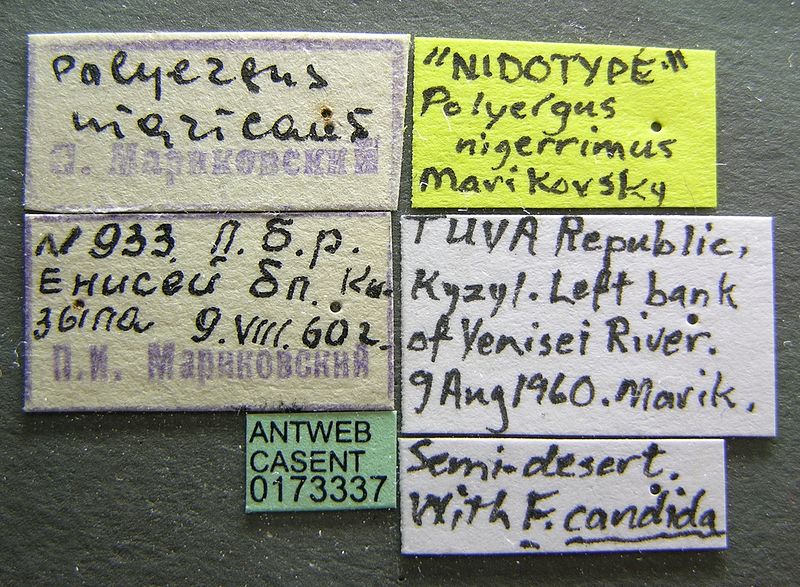 File:Polyergus nigerrimus casent0173337 label 1.jpg