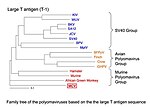 Thumbnail for File:Polyomavirustree.jpg