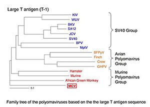 Family tree of the polyomaviruses, based on large T antigen sequence Polyomavirustree.jpg