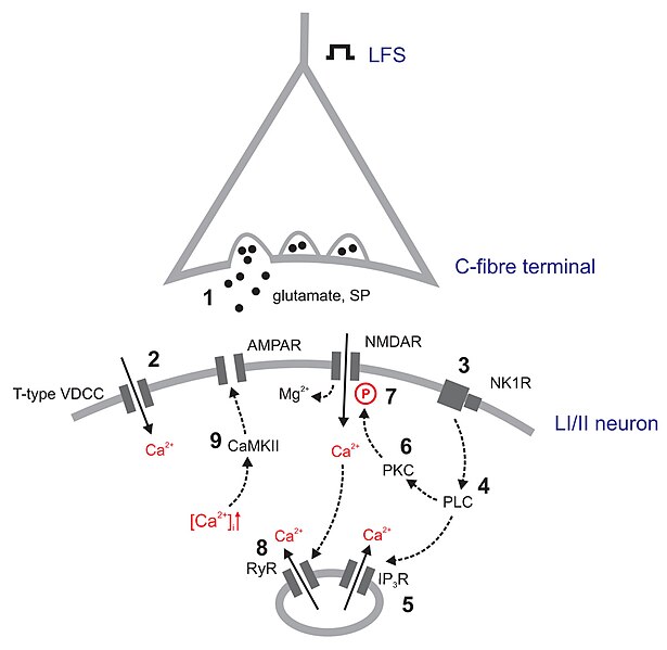 File:Potential mechanisms of LTP in spinal dorsal horn in vivo.jpg