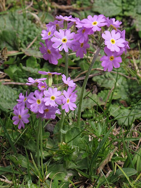 File:Primula farinosa 3 RF.jpg