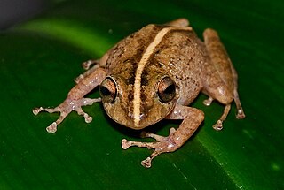 <i>Pristimantis medemi</i> Species of frog