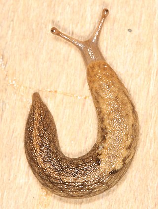 <i>Prophysaon andersoni</i> Species of gastropod