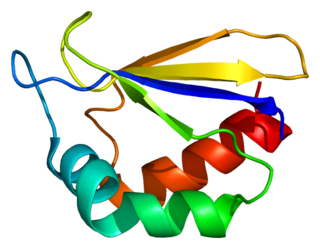 <span class="mw-page-title-main">NDUFA2</span> Protein-coding gene in the species Homo sapiens