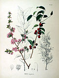 Thumbnail for Prunus japonica