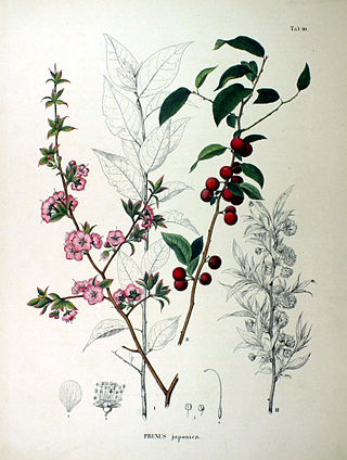 <i>Prunus japonica</i> Species of tree